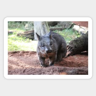 Southern Hairy-Nosed Wombat Sticker